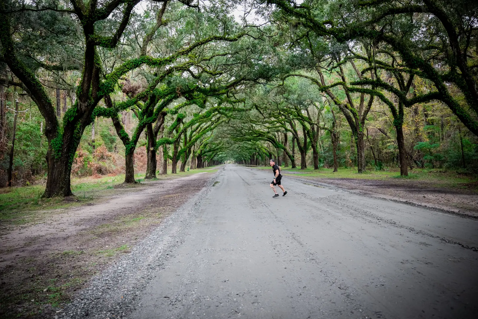 A long avenue of live oaks draped in Spanish moss near Savannah