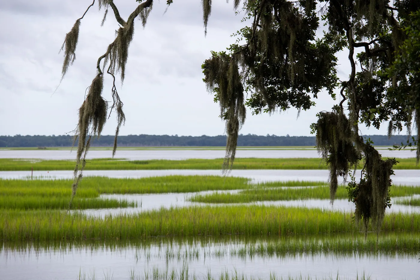 Spanish moss hanging over a salt marsh
