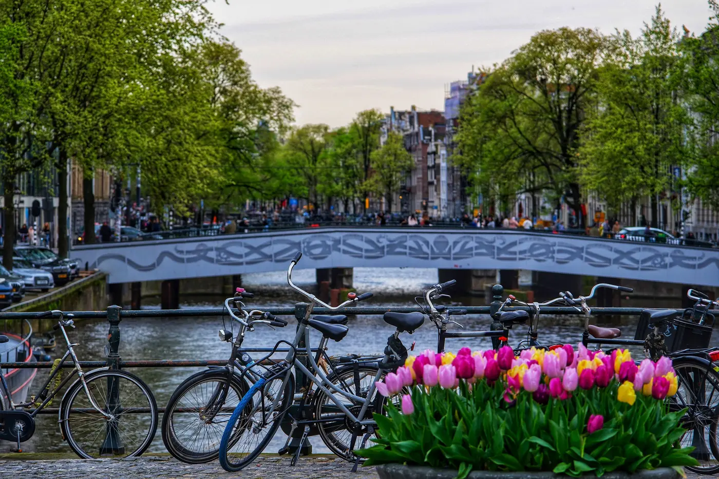 Tulips and bicycles beside an Amsterdam canal in spring