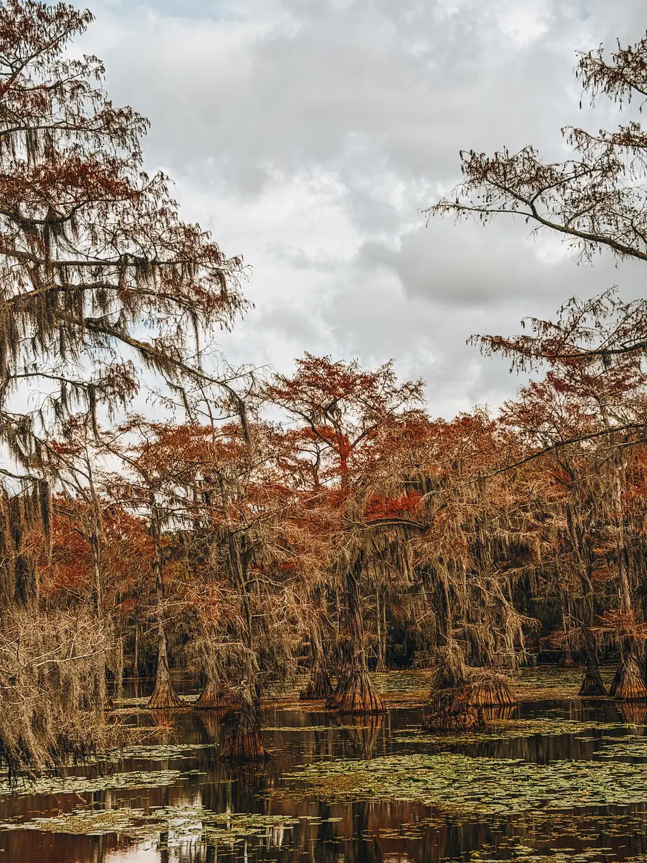 Bald cypress trees in autumn color on Caddo Lake in Texas