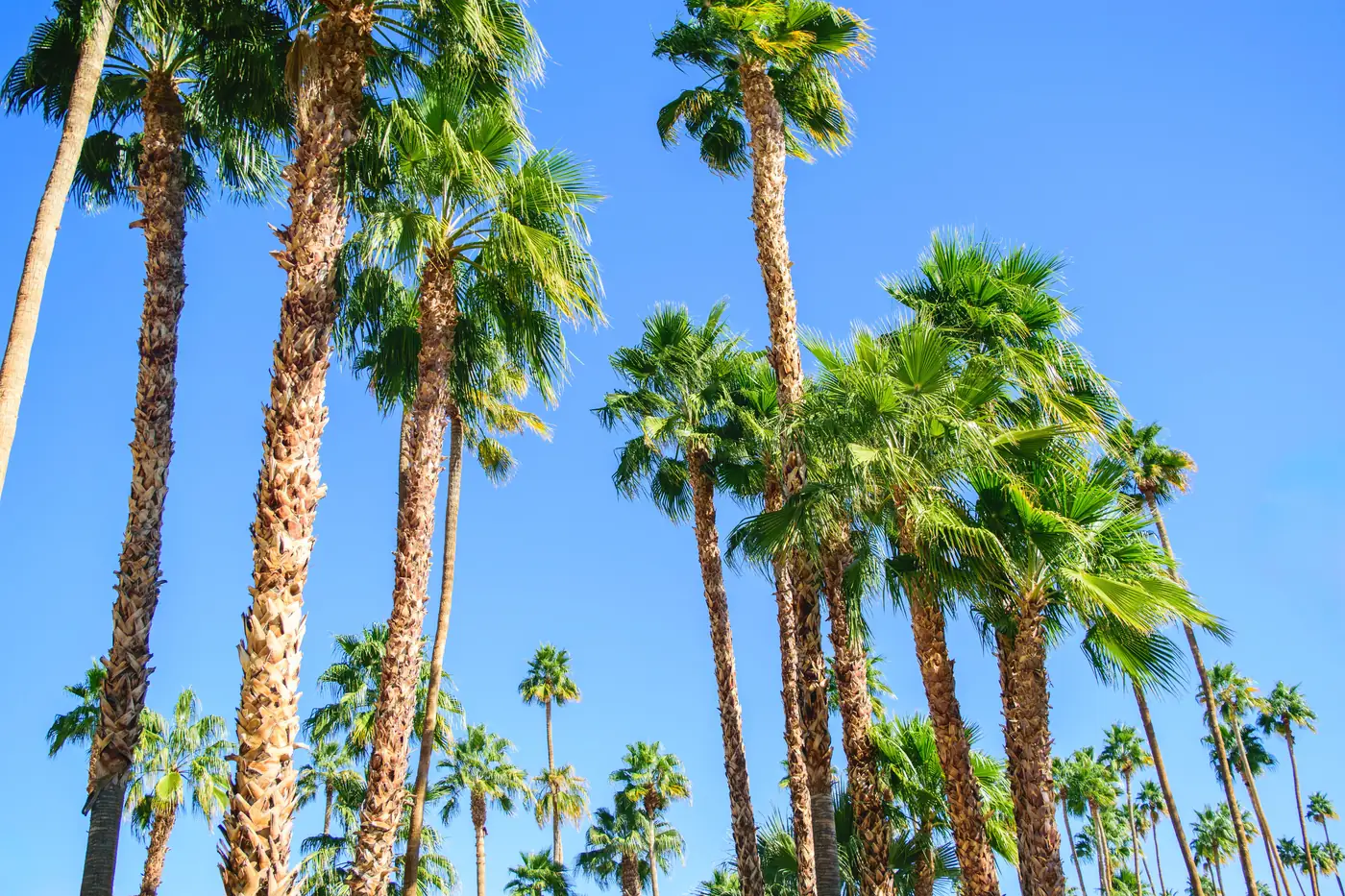 Tall California fan palms against a clear blue desert sky