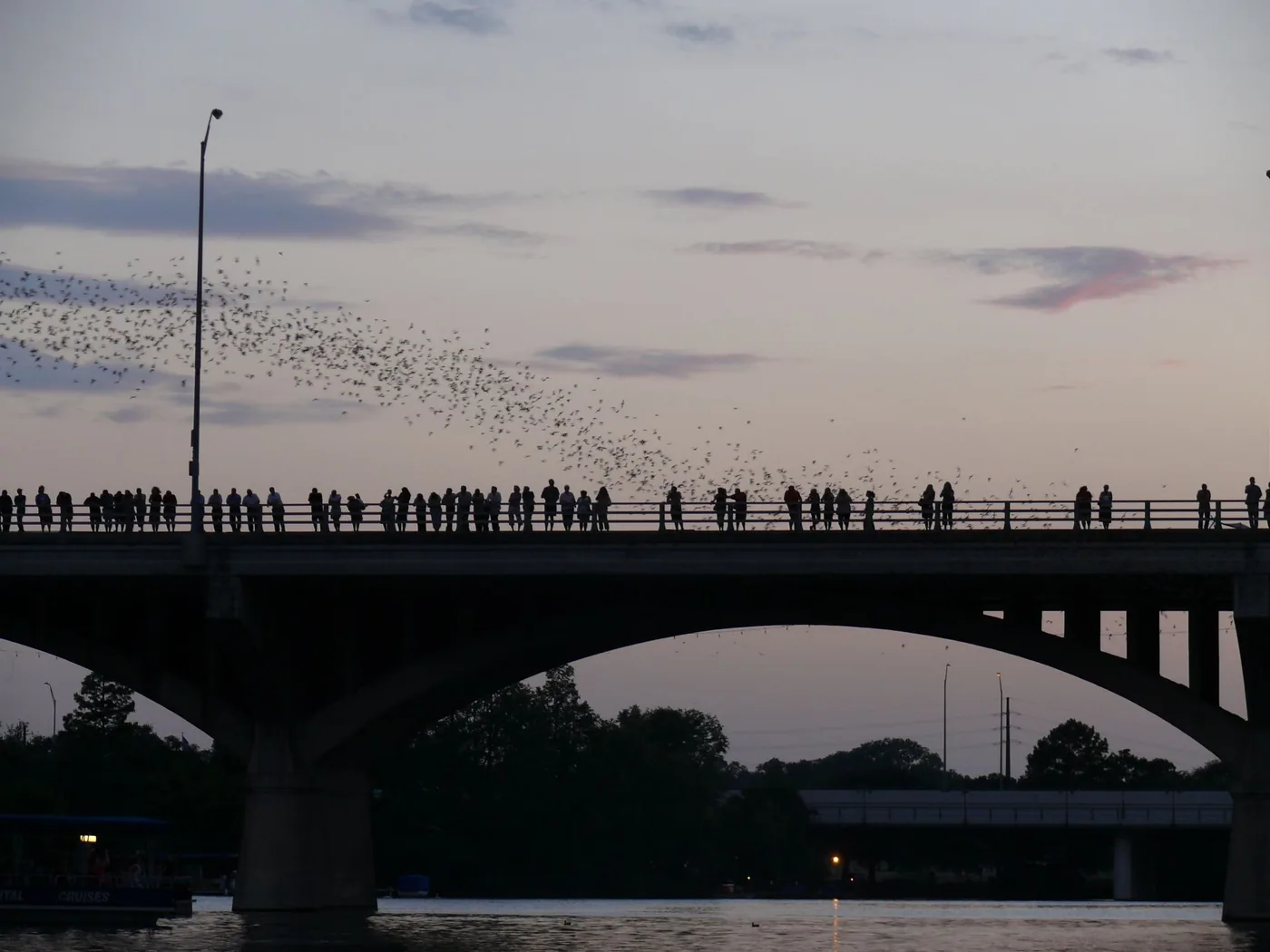 Bats streaming out over the Congress Avenue Bridge in Austin at dusk