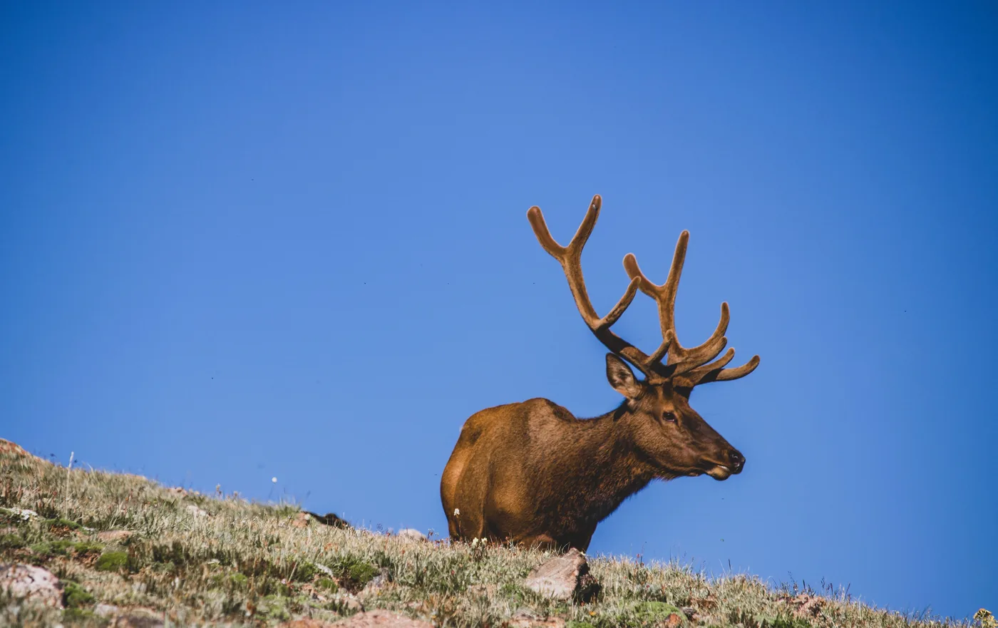A bull elk standing in open grass in Rocky Mountain National Park