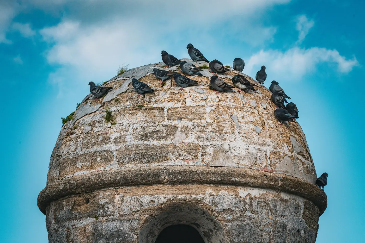 Pigeons perched on a coquina stone turret at the Castillo de San Marcos