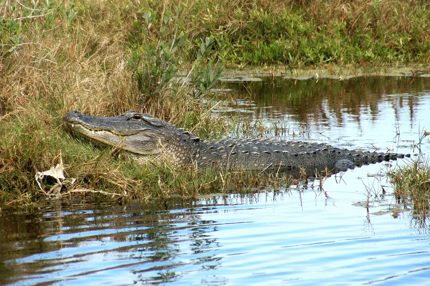 An alligator resting at the edge of the water in a Florida wetland