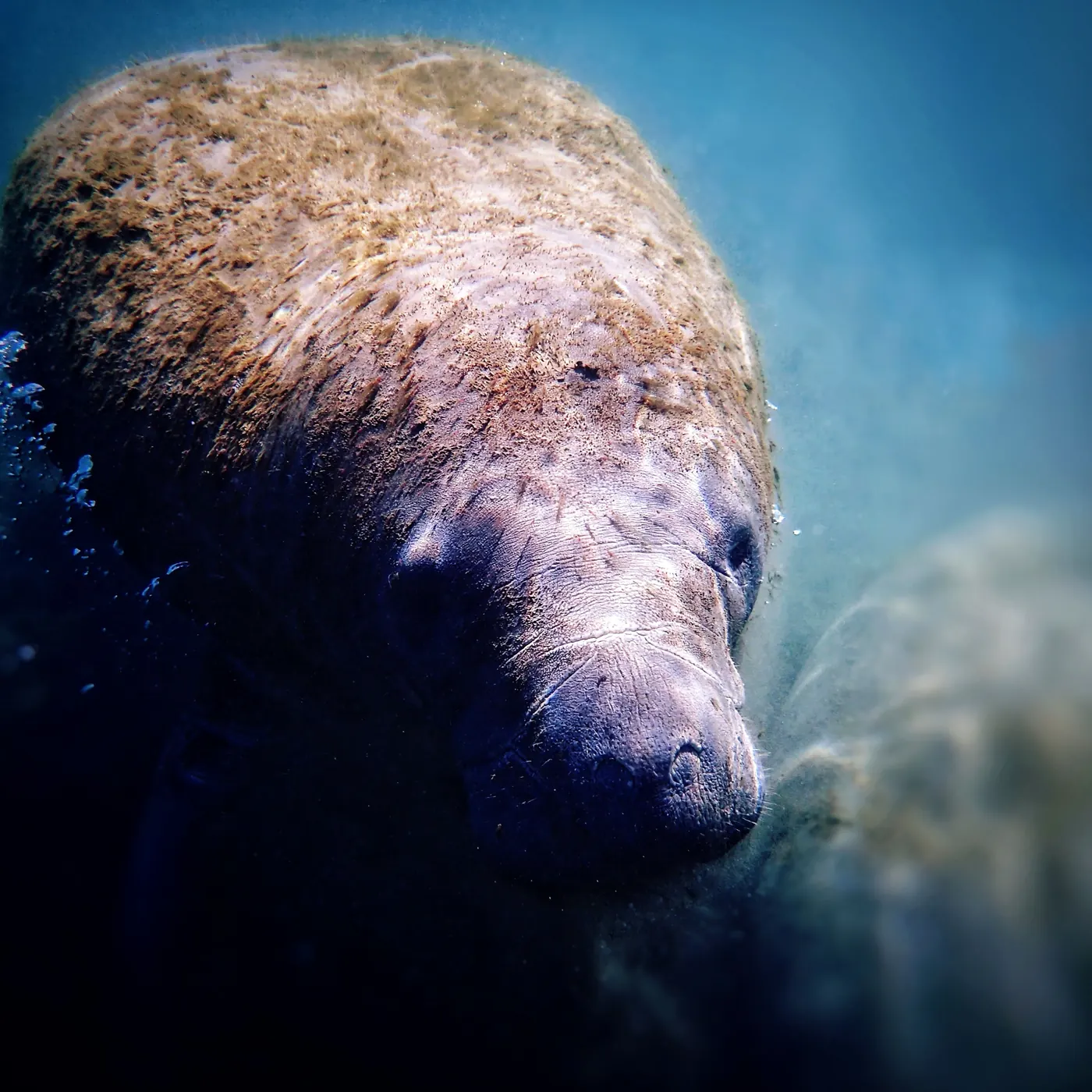 A manatee swimming underwater in clear Florida water