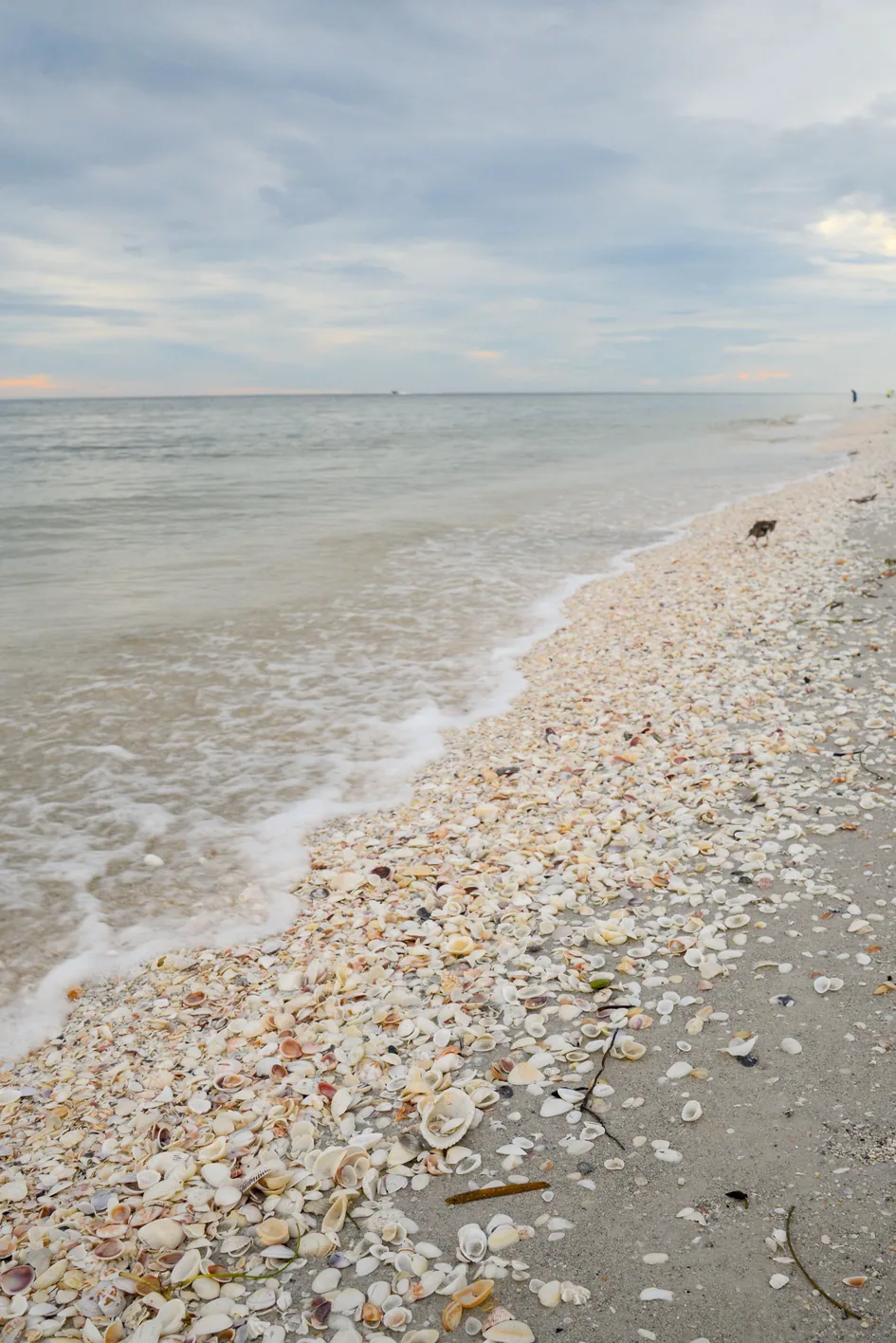 Seashells piled along the waterline on Sanibel Island