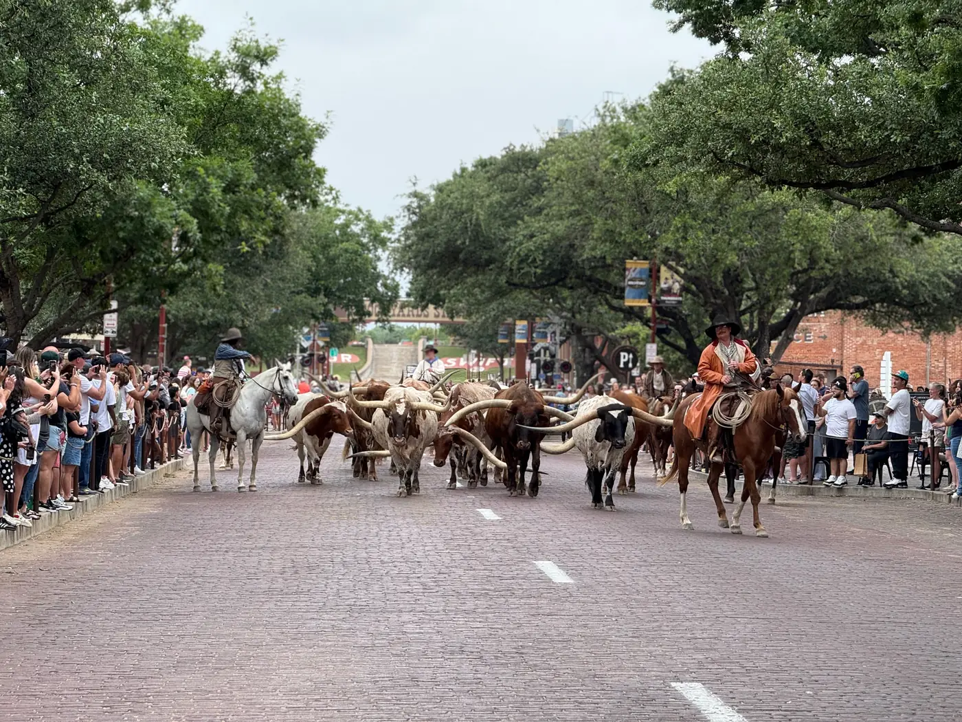 Cowhands driving longhorn cattle down the street at the Fort Worth Stockyards