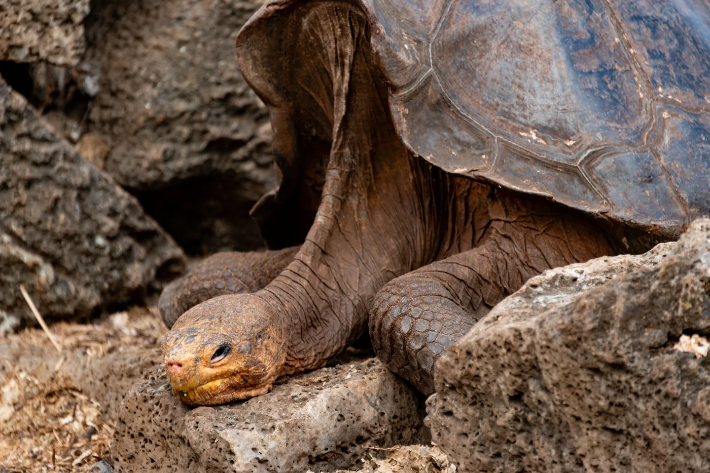 A Galápagos giant tortoise resting on rocks