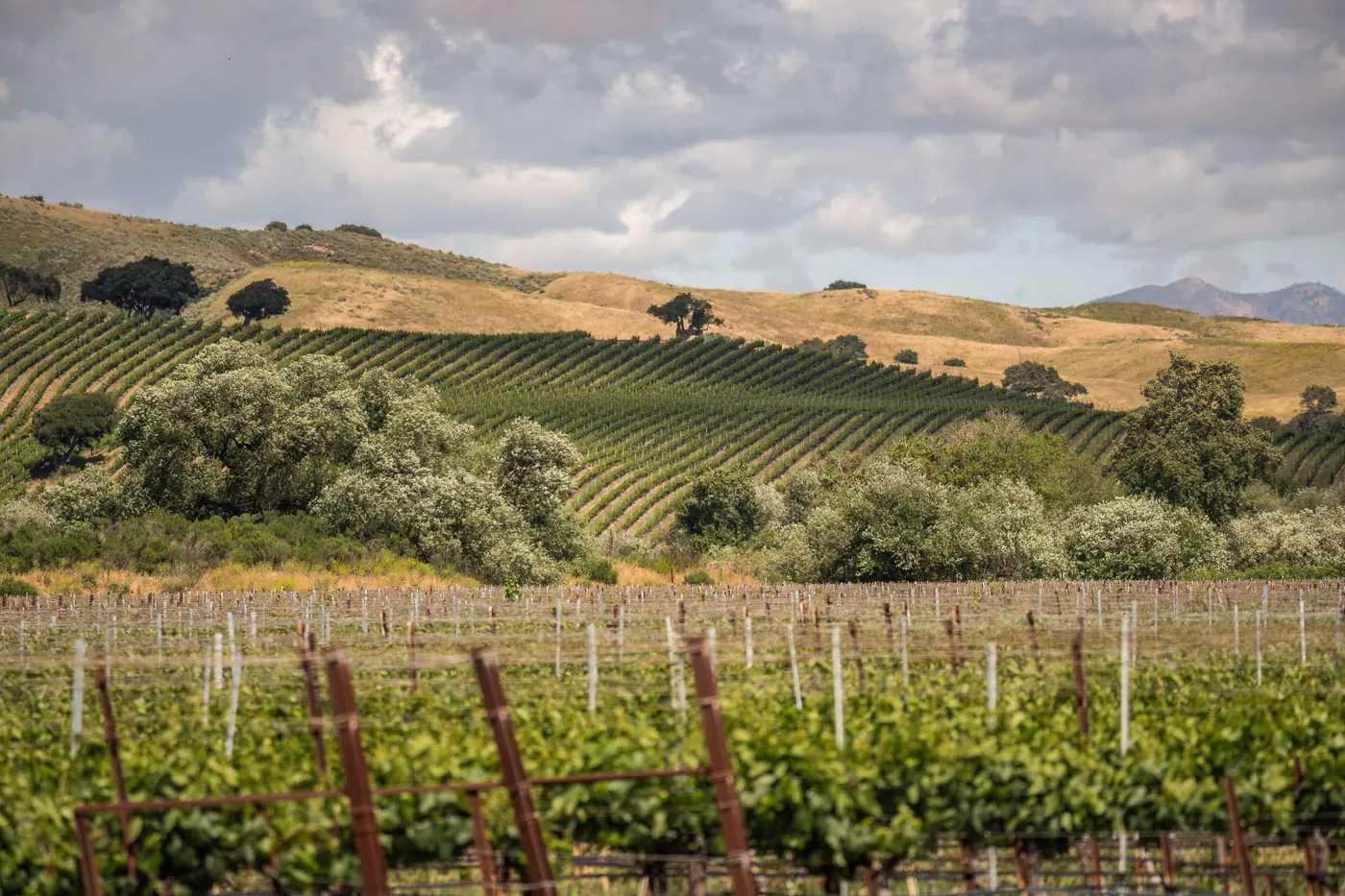 Vineyards across the hills of California wine country