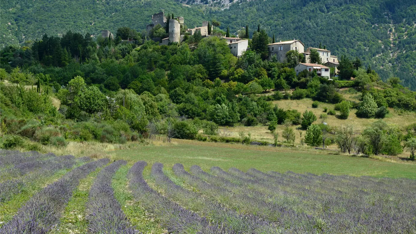 Rows of lavender below a hilltop village in Provence, France