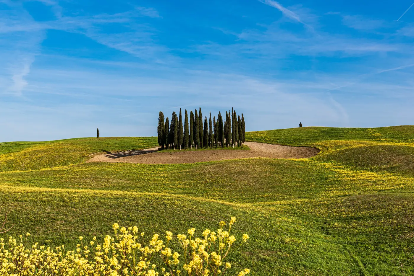 A cluster of cypress trees on a green hill in the Tuscan countryside