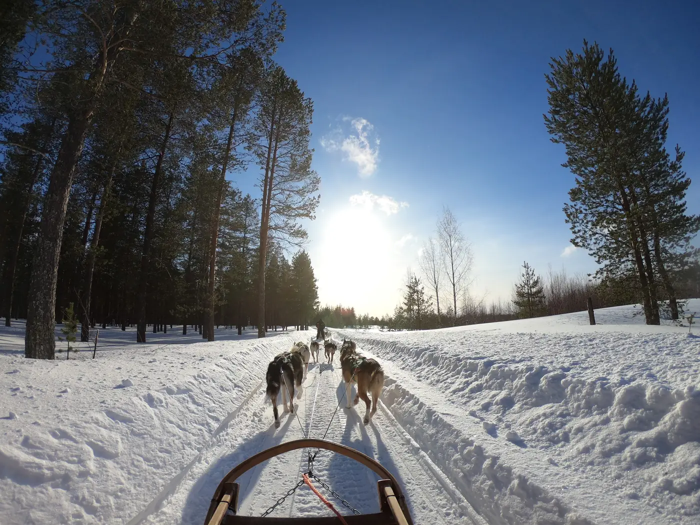 A husky team pulling a sled down a snowy forest trail in Finnish Lapland