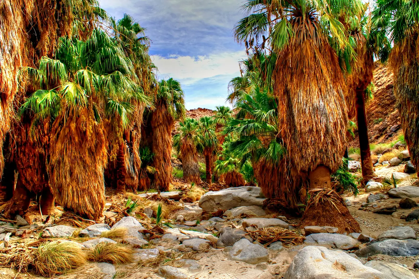 California fan palms with thick skirted trunks in a rocky canyon wash at Indian Canyons