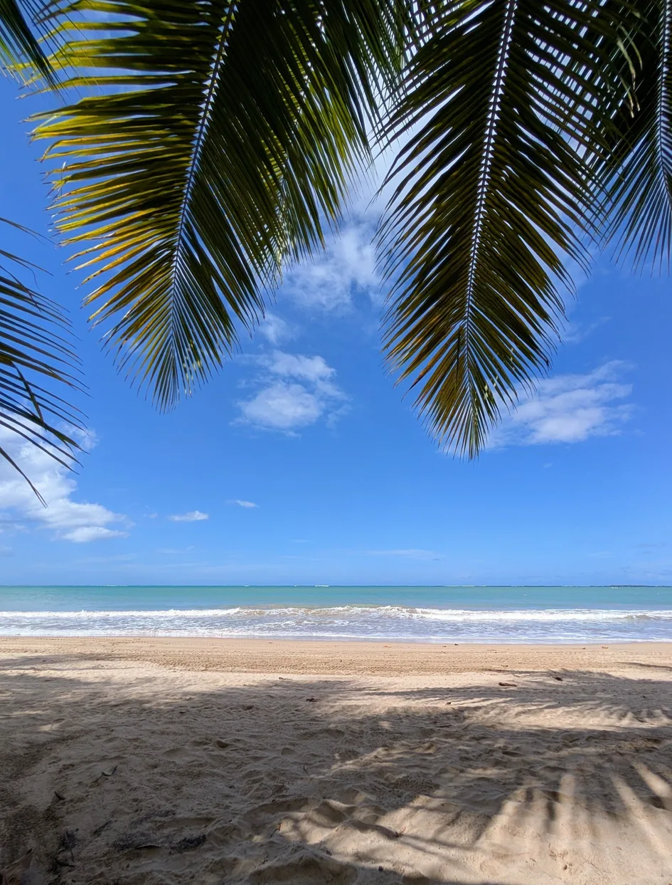 Palm trees over a quiet beach in Carolina near San Juan