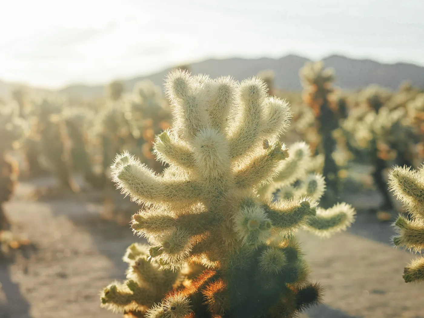 Backlit teddybear cholla glowing in a dense cactus field at low sun