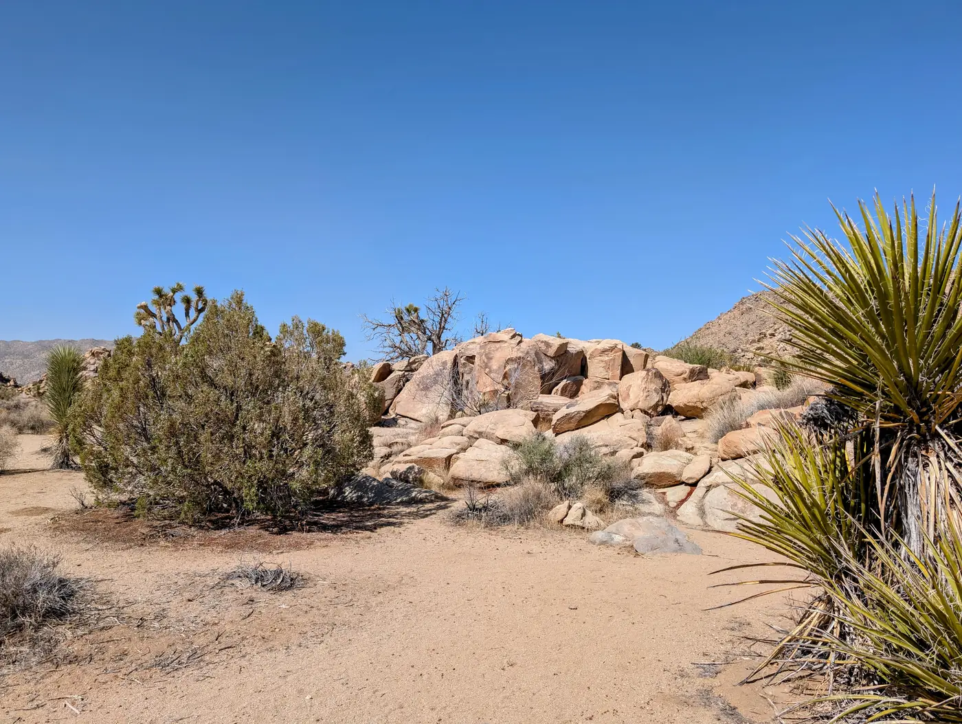 Open desert landscape with Joshua trees and granite outcrops