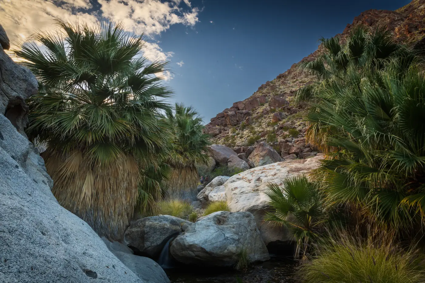 Native fan palms growing around water in a rocky desert canyon