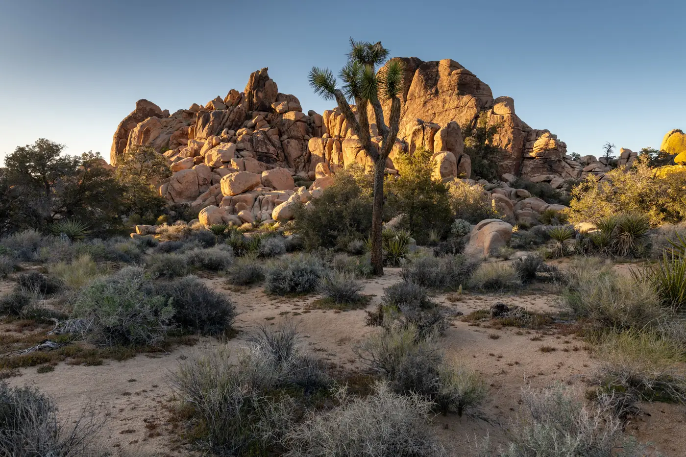 Rock walls and Joshua trees in the Hidden Valley area of Joshua Tree National Park
