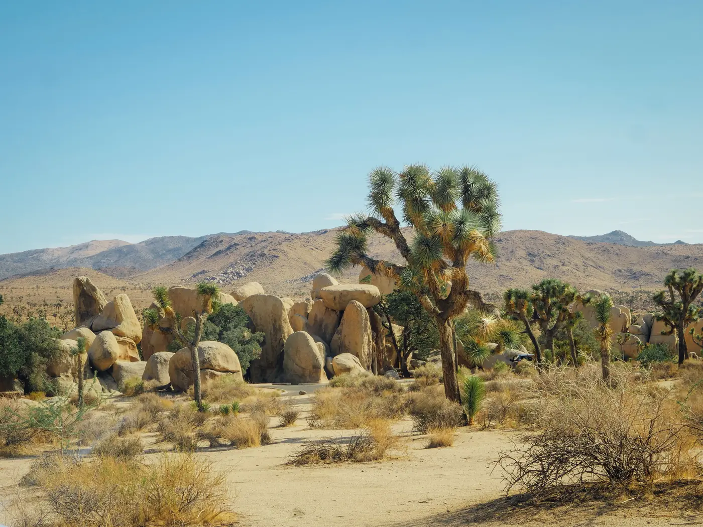 Large stacked granite boulders rising behind Joshua trees