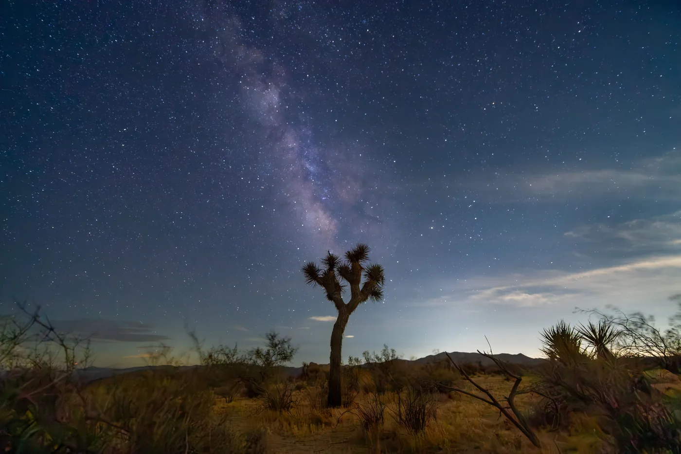 The Milky Way over Joshua trees at night