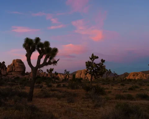 Joshua trees and boulder piles silhouetted at sunset in Joshua Tree National Park