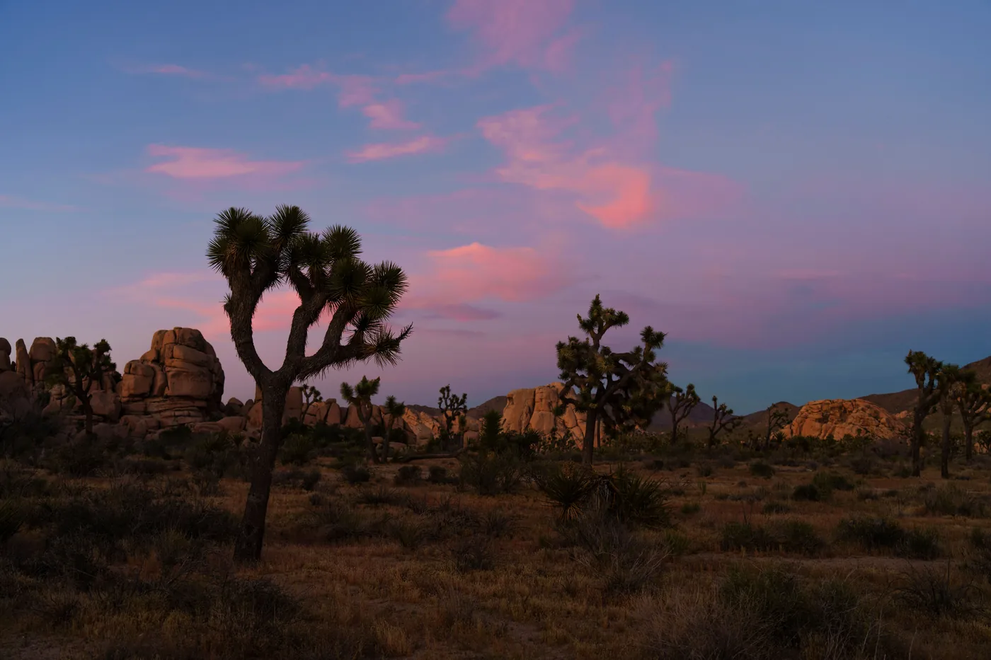 Joshua trees and boulder piles silhouetted at sunset in Joshua Tree National Park