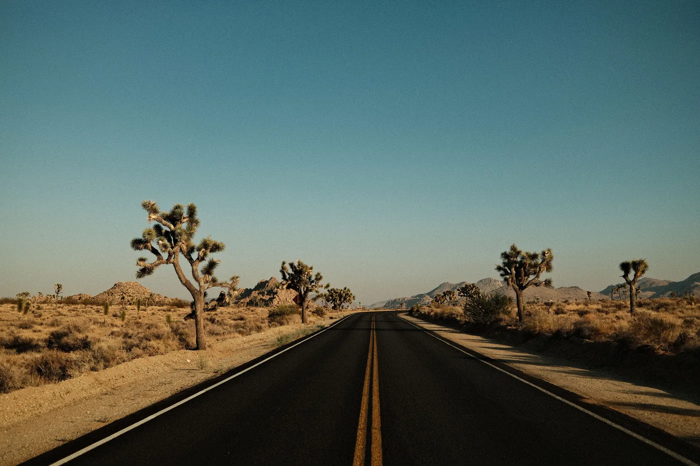 An empty road curving through Joshua trees and rock formations in the park