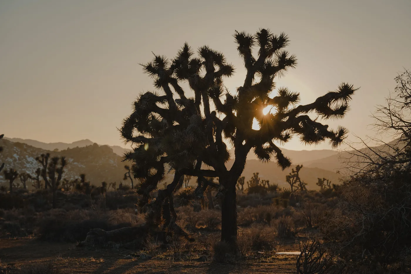 A single Joshua tree silhouetted against the sky at dusk