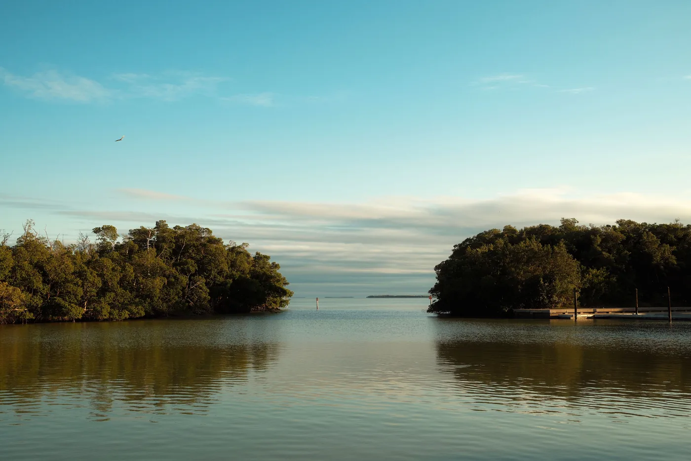 Calm shallow water and green mangroves in Florida