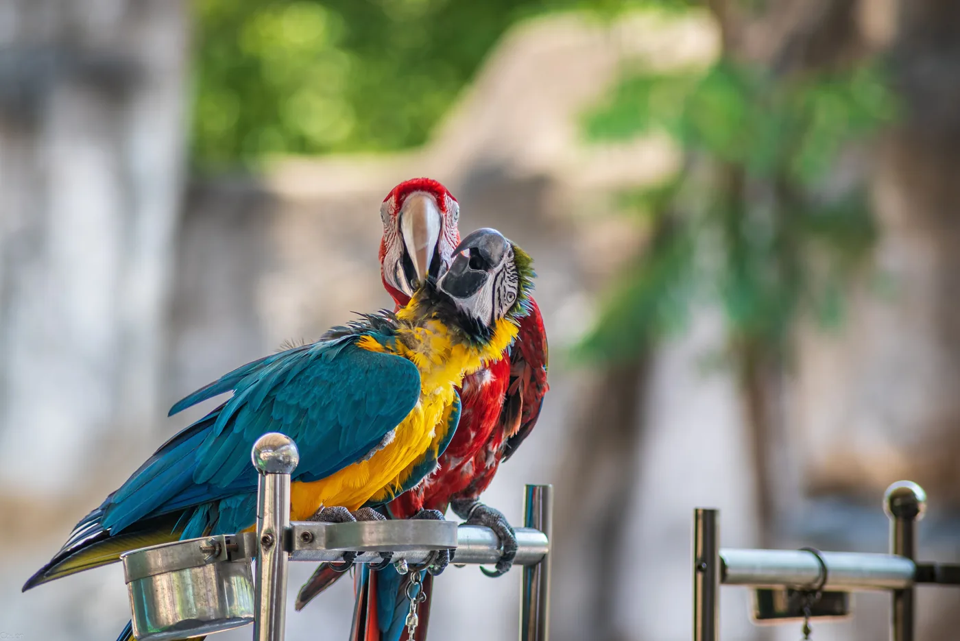 Two macaws perched on a stand outdoors