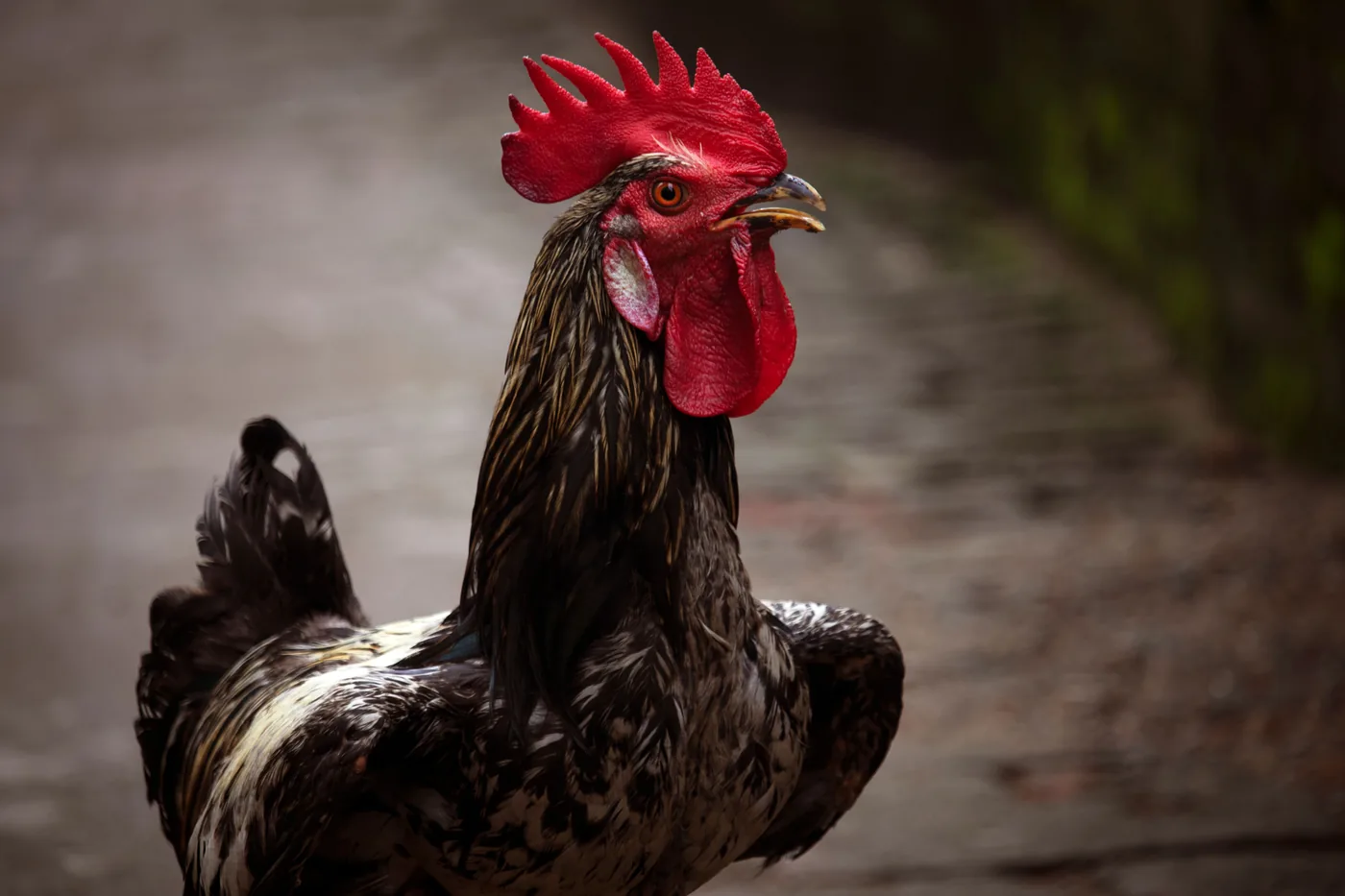 A rooster standing in the shade