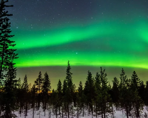 Bright green northern lights over a snowy pine forest at night