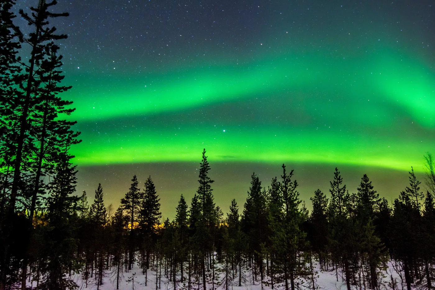 Bright green northern lights over a snowy pine forest at night