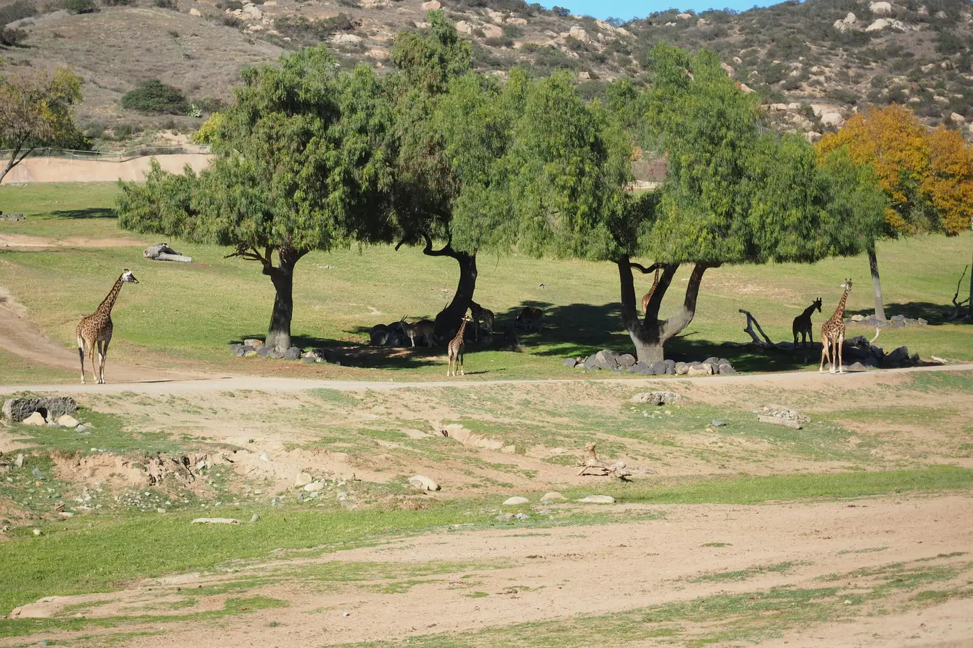 Giraffes standing among trees in a large open enclosure