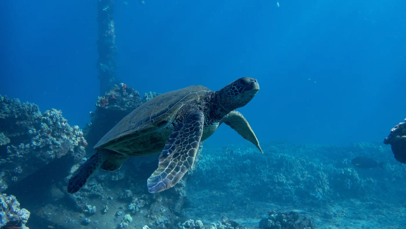 A green sea turtle swimming over the reef off Maui