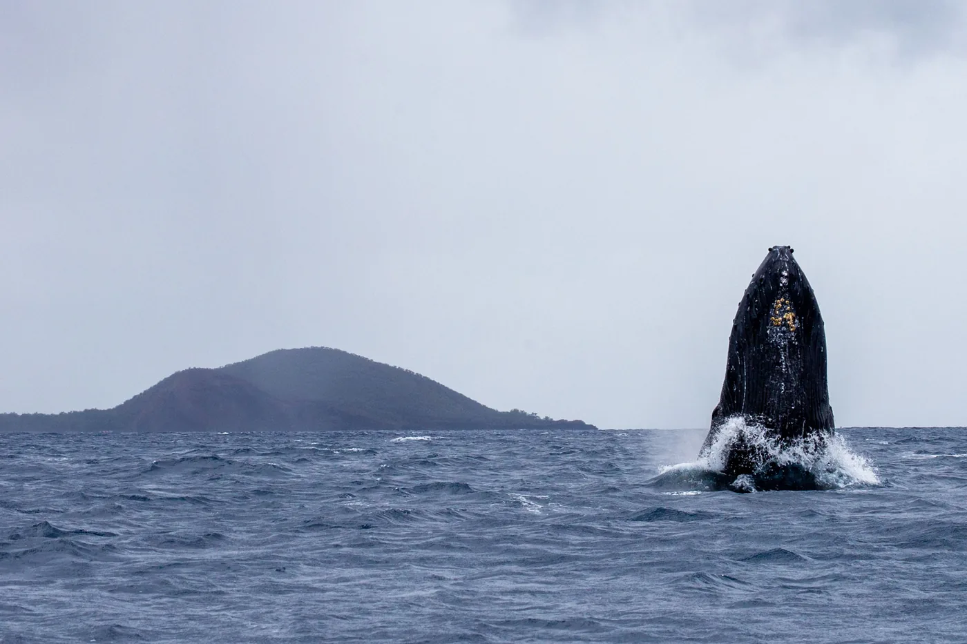 A humpback whale breaching off the coast of Maui