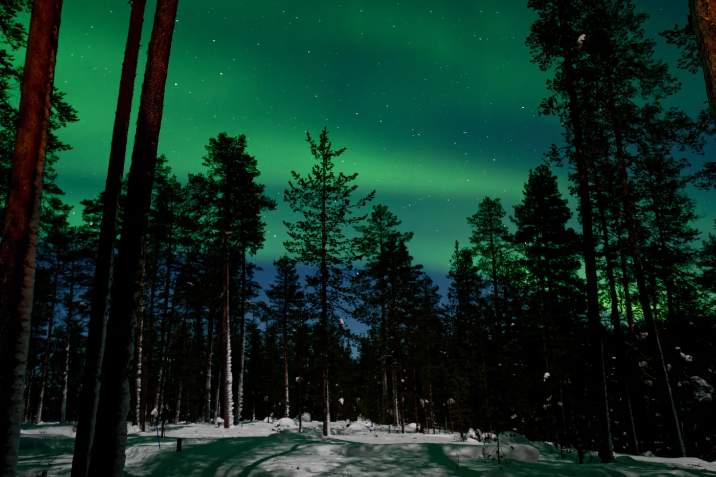The northern lights glowing green above tall pine trees on a winter night