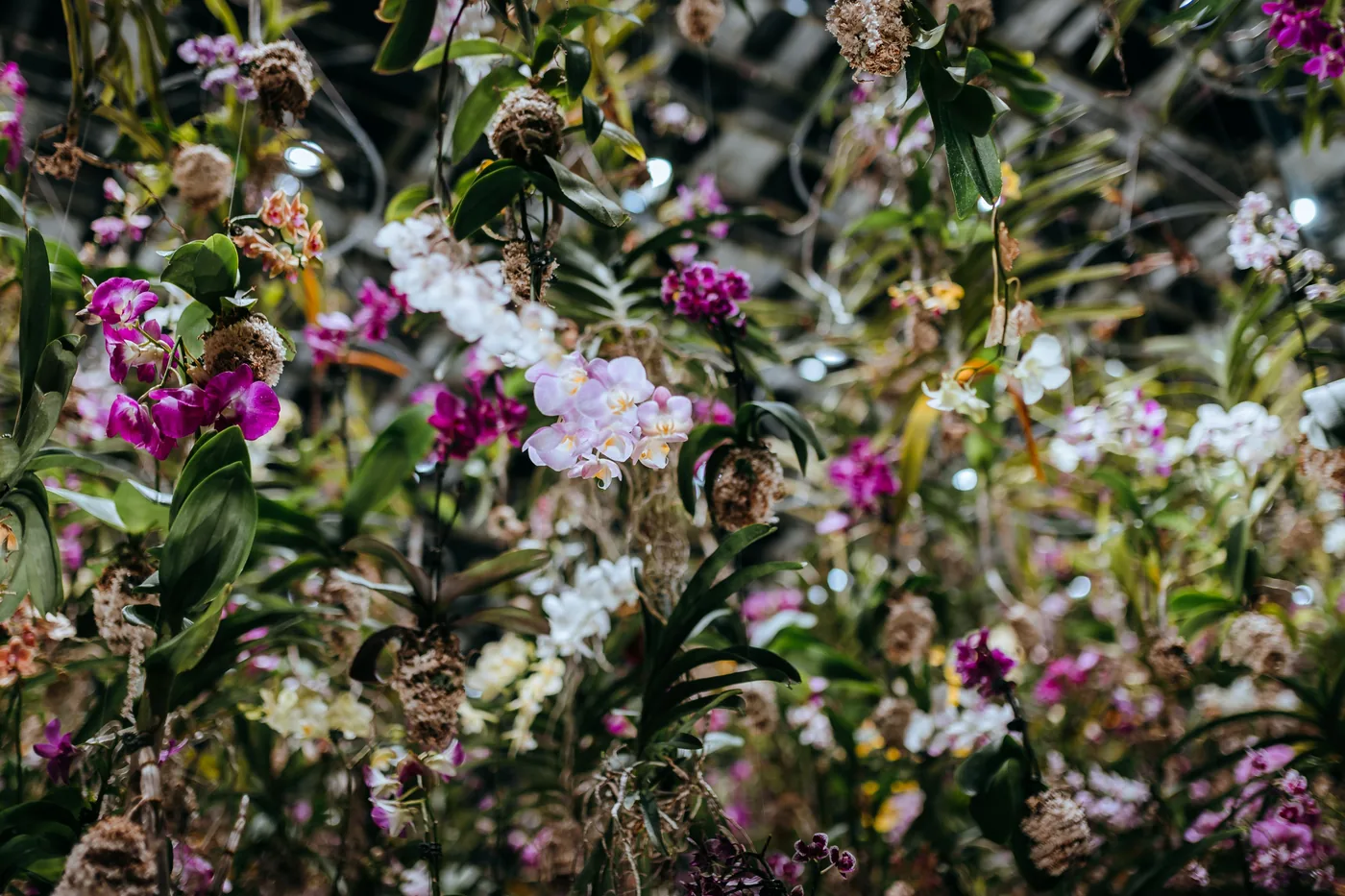 Orchids in bloom inside a greenhouse