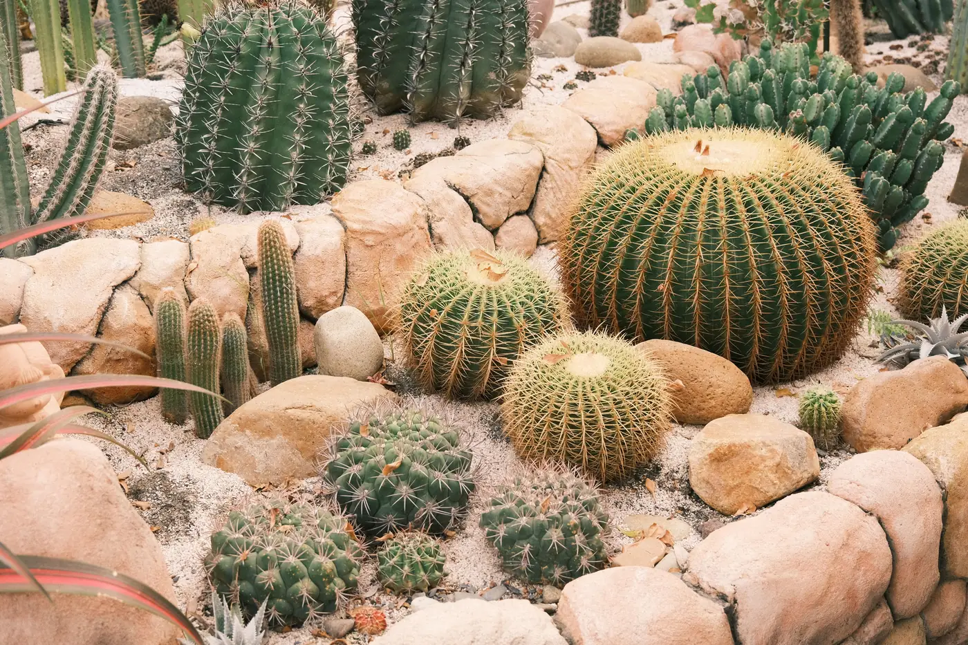 Golden barrel cacti and other desert plants packed along a sandy garden path
