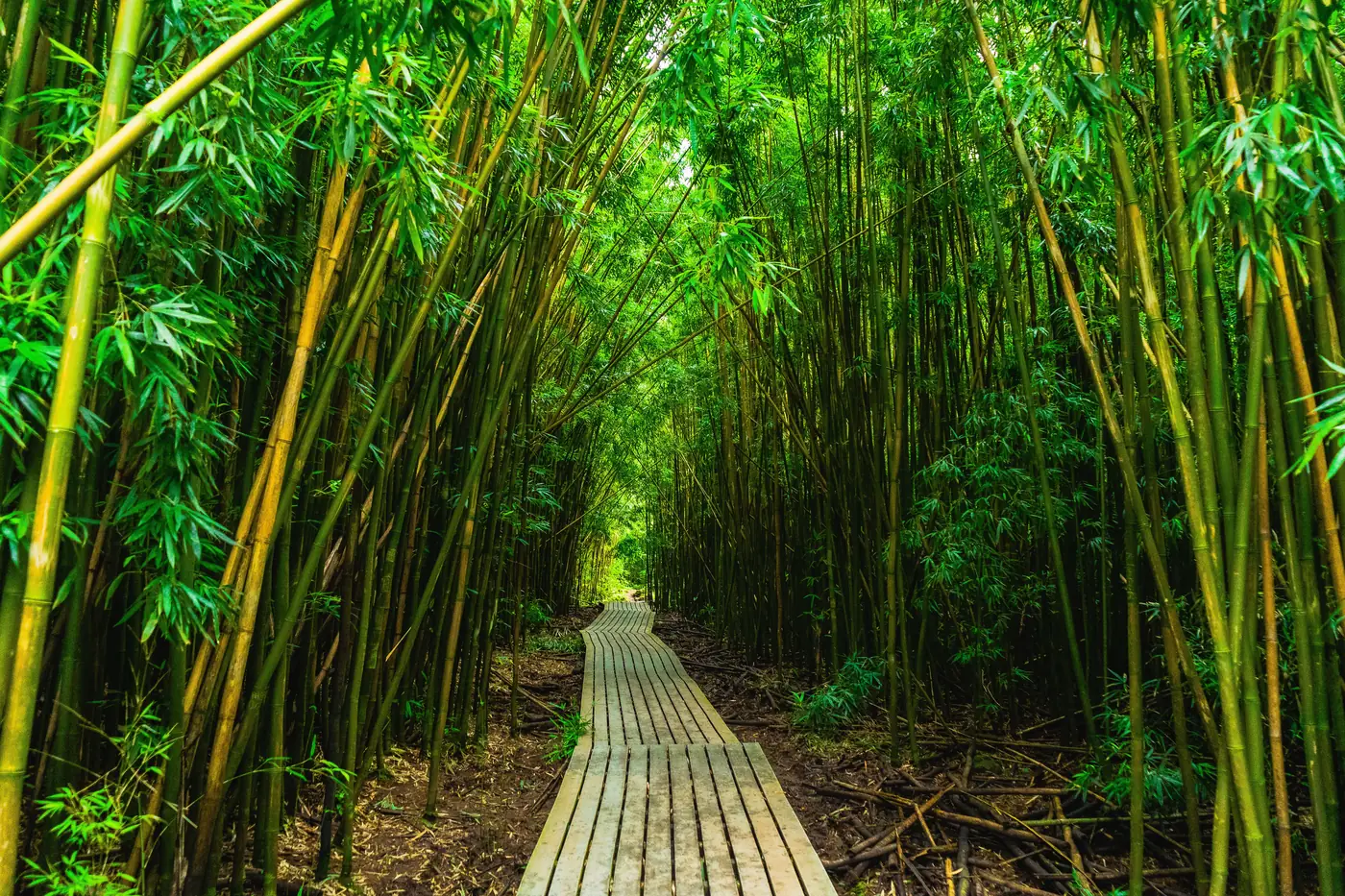 A wooden boardwalk through the bamboo forest on the Pipiwai Trail