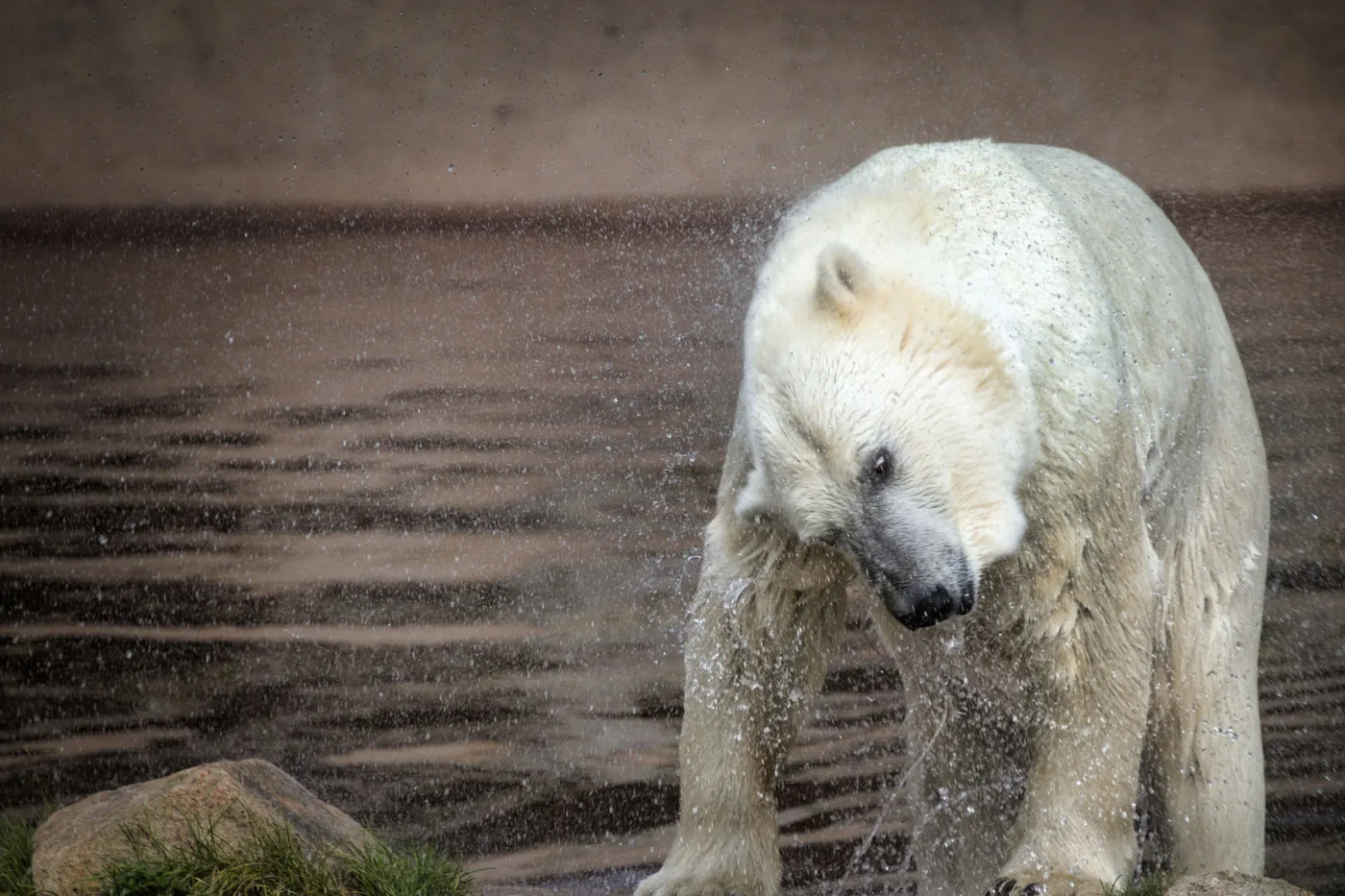 A polar bear shaking off water at Ranua Wildlife Park in Finland