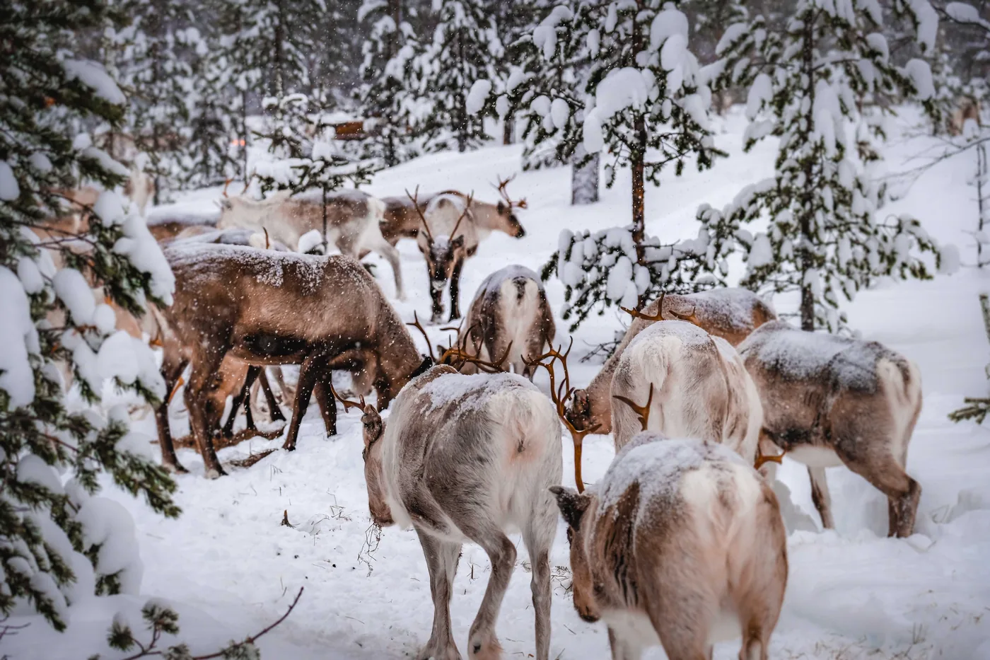 A reindeer herd in a snowy forest near Inari, Finland