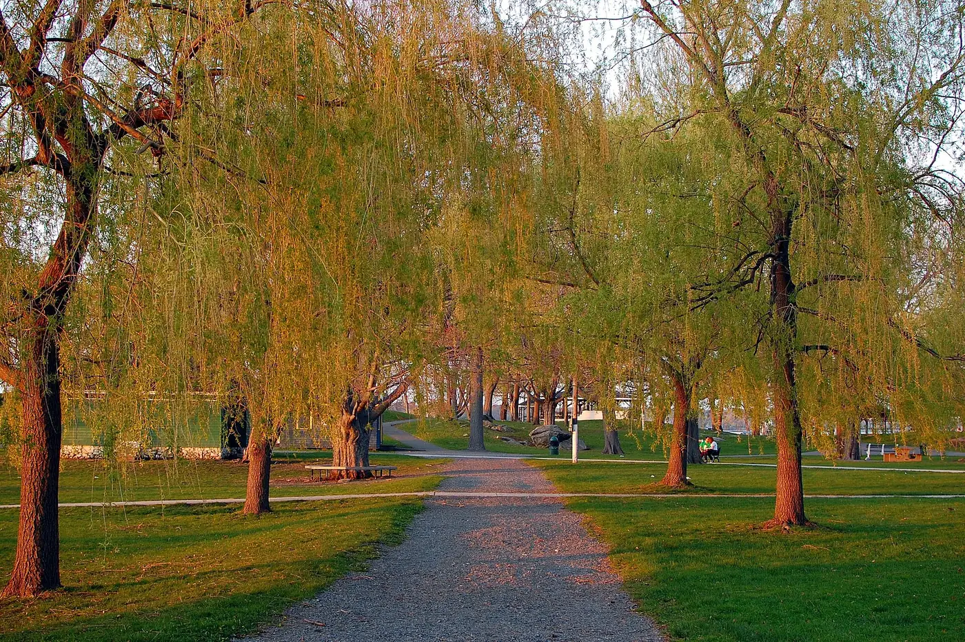A path under willow trees at Salem Willows Park