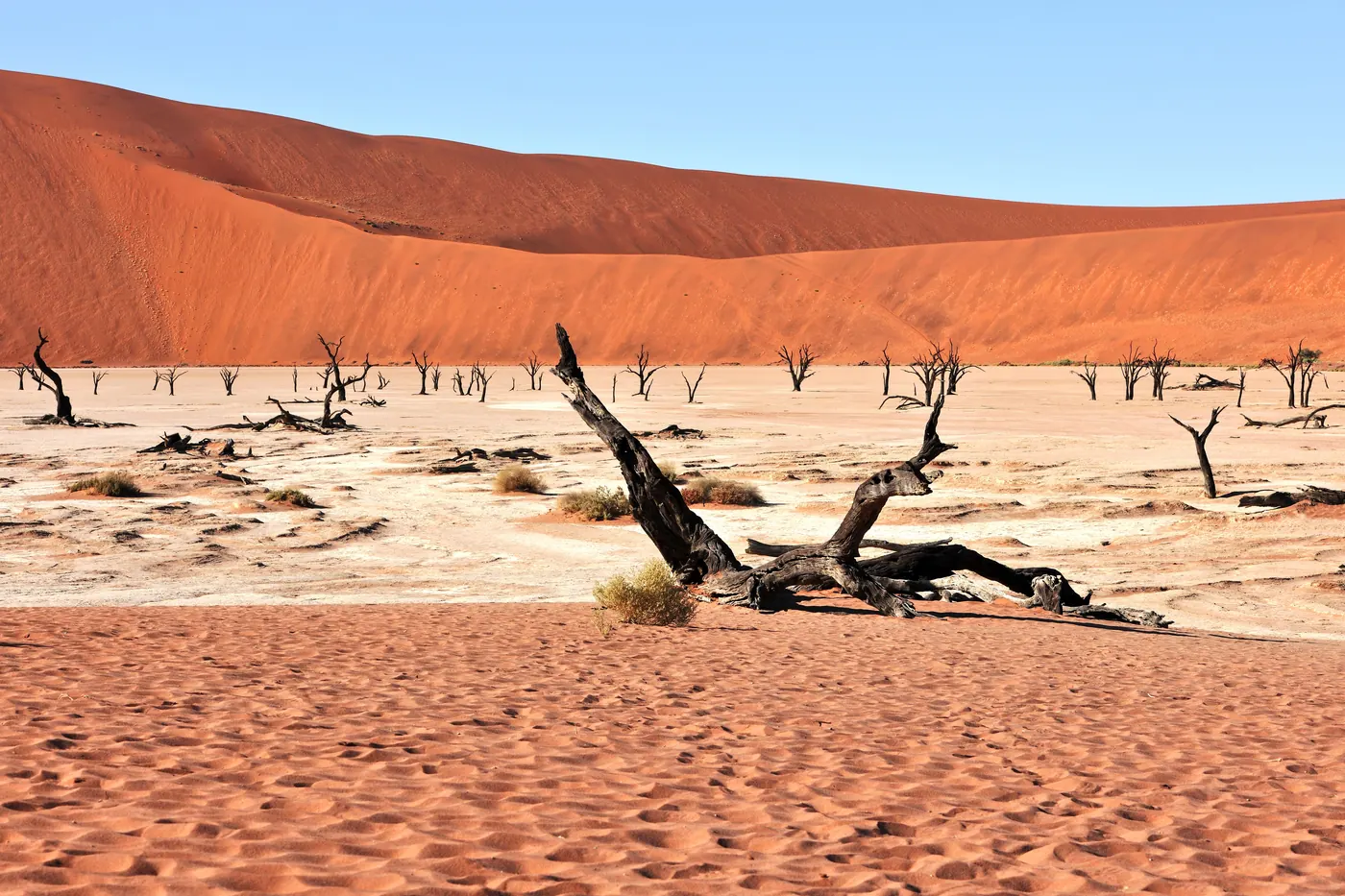 Dead camel thorn trees on the white clay pan at Deadvlei