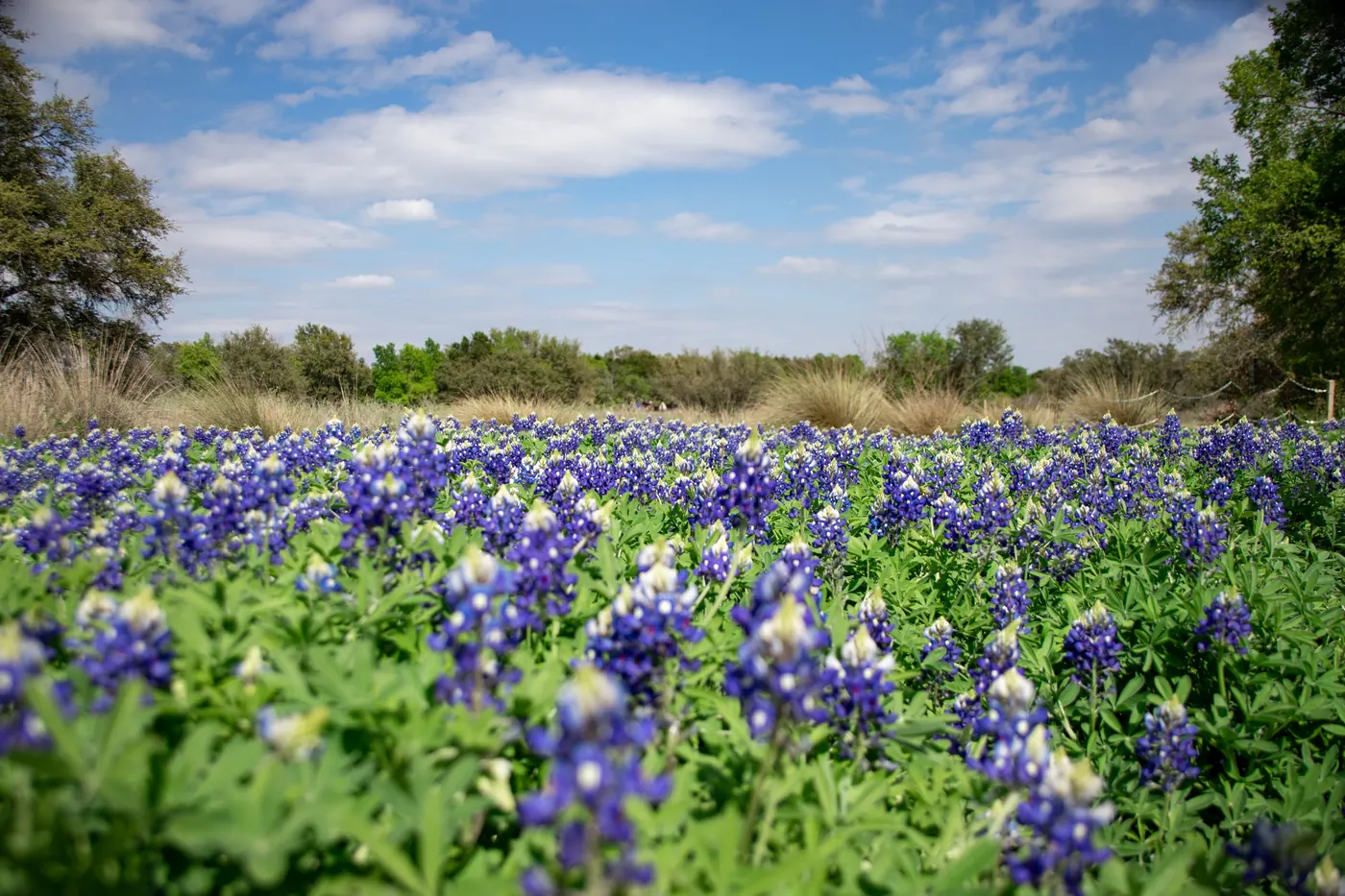 A field of bluebonnets in full bloom under a blue sky