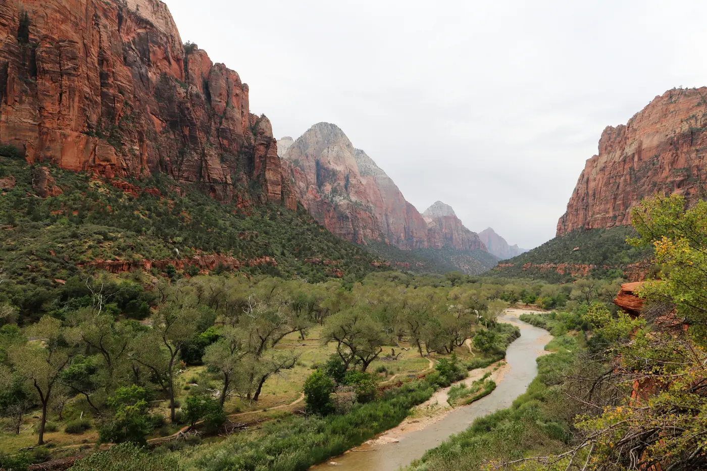 The Virgin River winding between cottonwoods on the floor of Zion Canyon