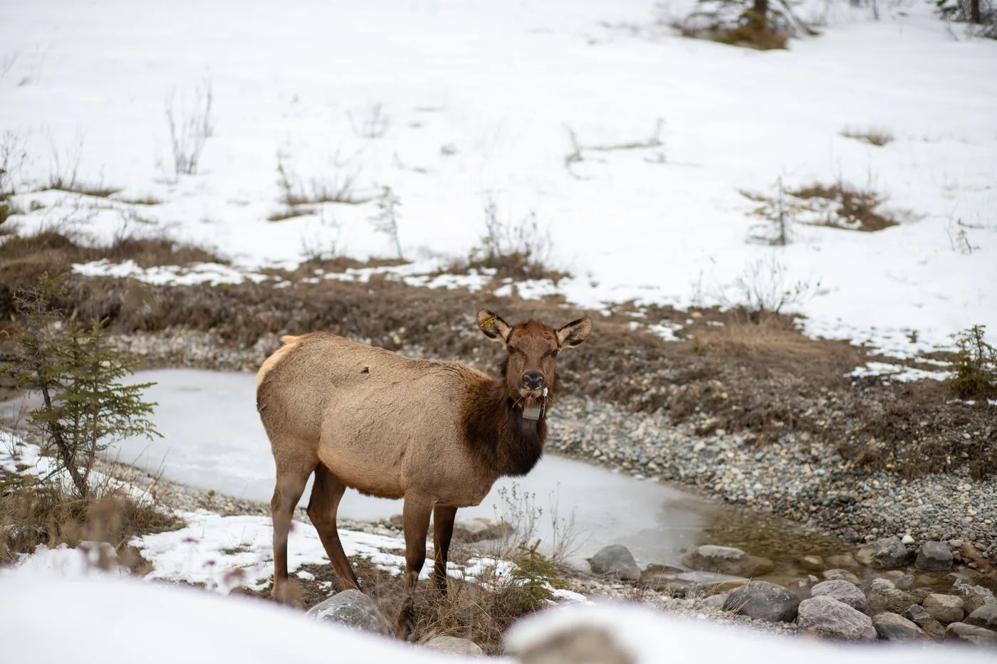 An elk standing in the snow in the Canadian Rockies