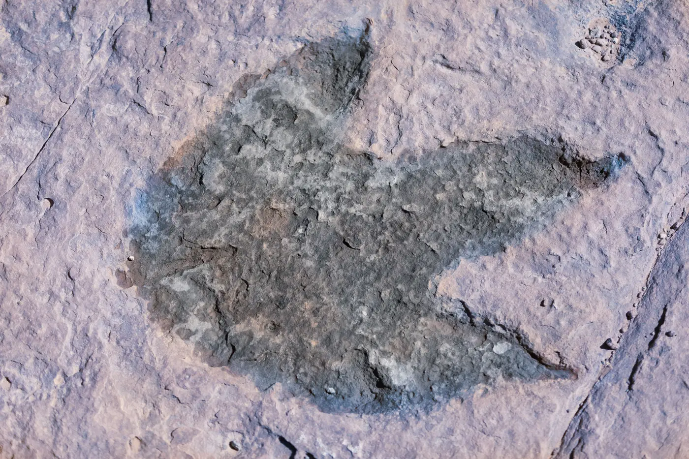 A three toed dinosaur footprint pressed into rock