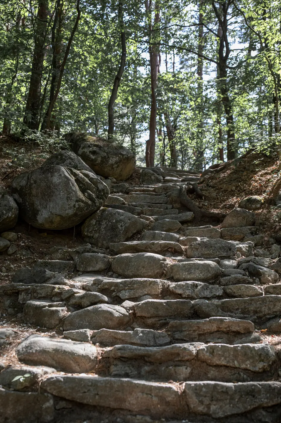 Stone steps climbing a forest hiking trail